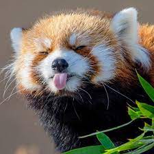 A red panda, one of many animals that may go extinct.