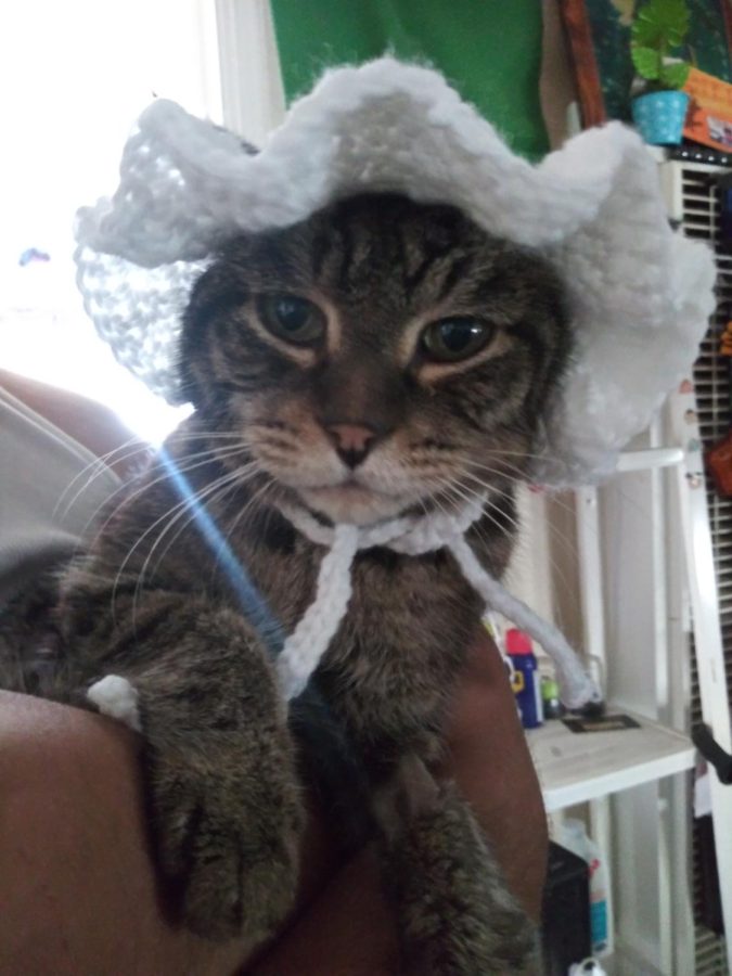 Nov 10 - I put on my oldest cat, Tommy, a hat that my friend created. I remember when I treated Tommy as my little baby.