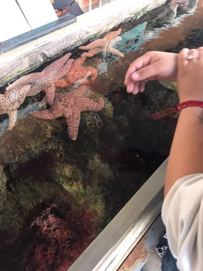 The starfishes we got to touch at the California Science Center.