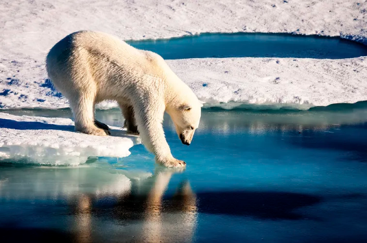 A polar bear is testing the strength of thin sea ice.