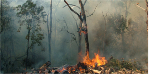A forest fire cause by climate change.