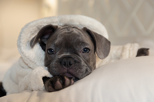 French Bulldog Blue puppy wearing a bathrobe and relaxing on the spa bed.