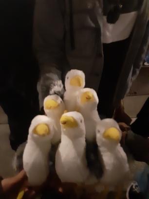 a picture of a group of seagulls named SEYMOUR. Eight trip attendees, including teachers, bought  seagull and made the SEYMOUR GANGG on April 19th. 