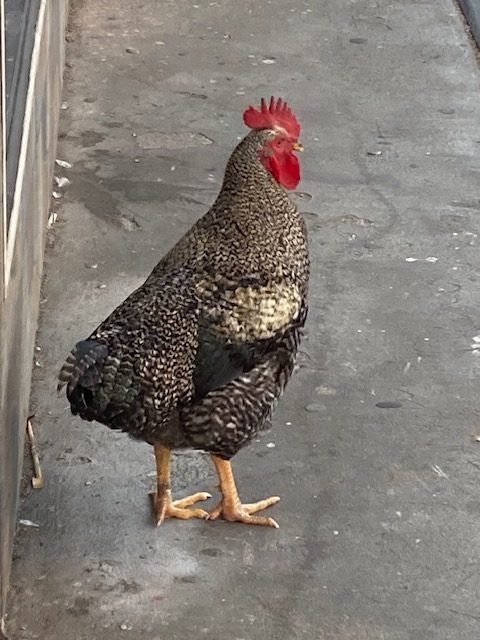 Sexy chicken hanging out in front of Sexy Donuts on MLK Blvd.