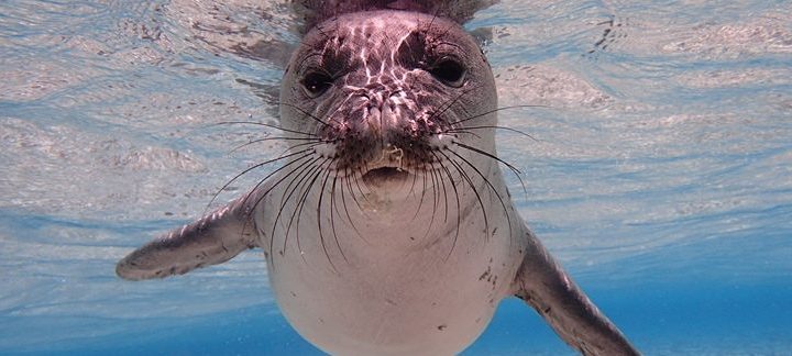 Hawaiian Monk Seal. 