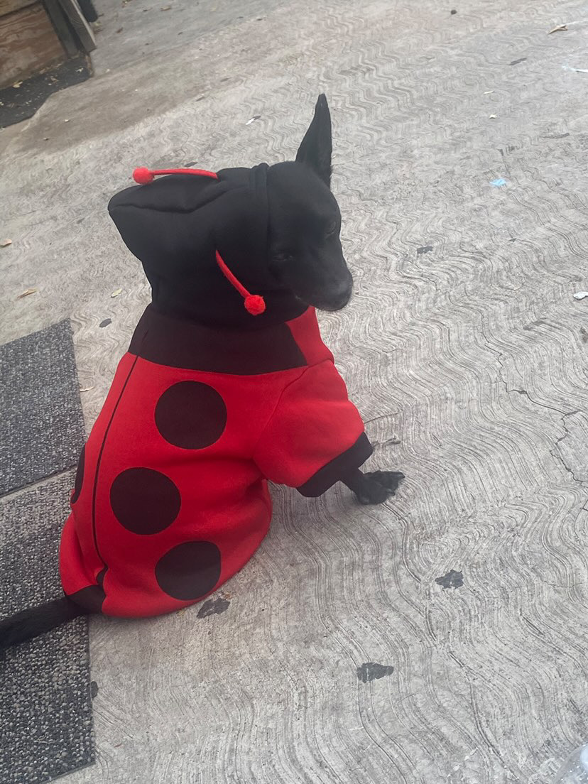 Leslis dog Blacky in a ladybug costume.