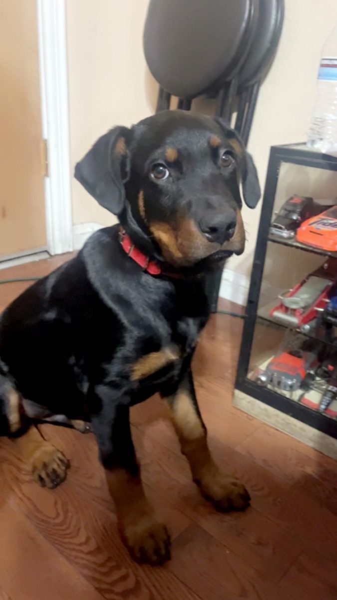 Rocky the Rottweiler being adorable 