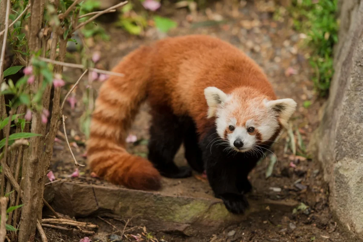 Red panda in the wild.