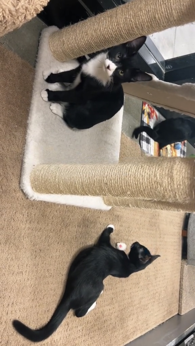 The kittens were playing with each other
