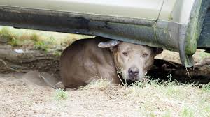 A picture of a dog under a car.
