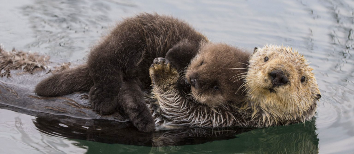 Sea otters being cute. 