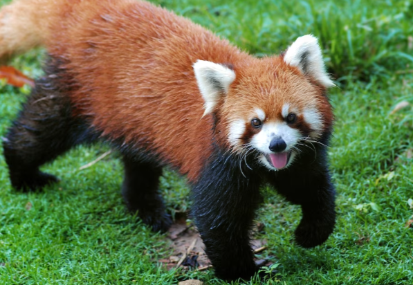 A red panda in the grass.