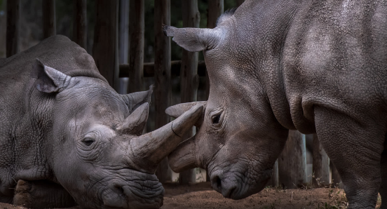 The last two northern white rhinos.