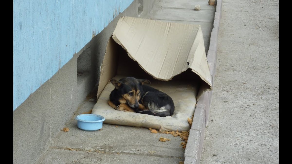 A homeless dog on the streets with cardboard.