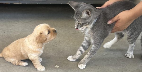 Leslie's dog Honey and her cat Shadow.  Shadow is being held because he doesn't like photos.