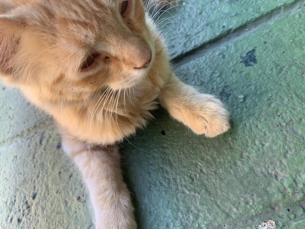 Potato sitting on the sidewalk in front of Xathzire's house. 