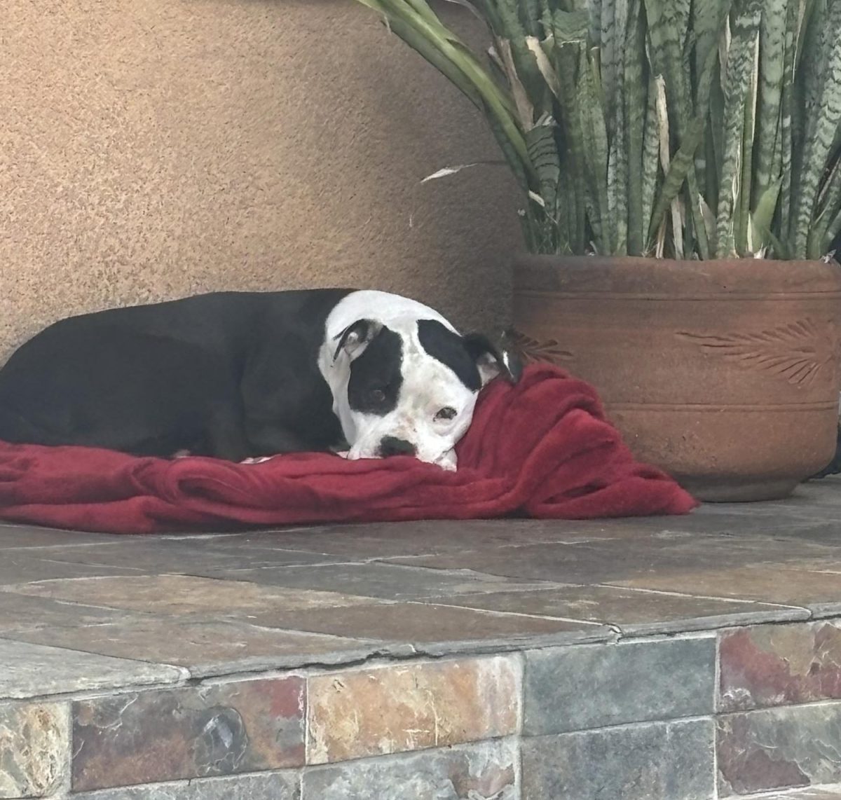 T-bone cuddling with a blanket on a cold day.