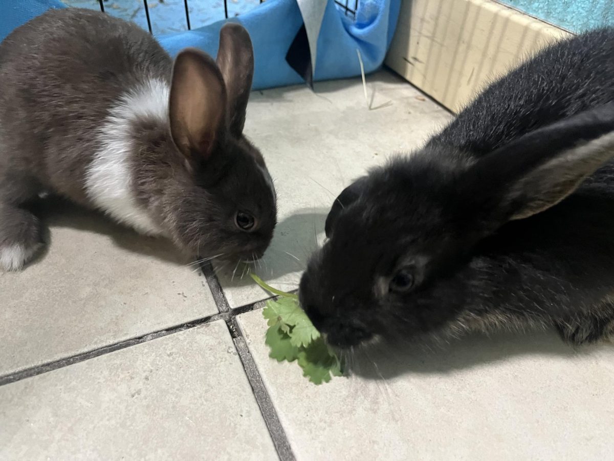 Pepino and Quail hanging out with each other. 