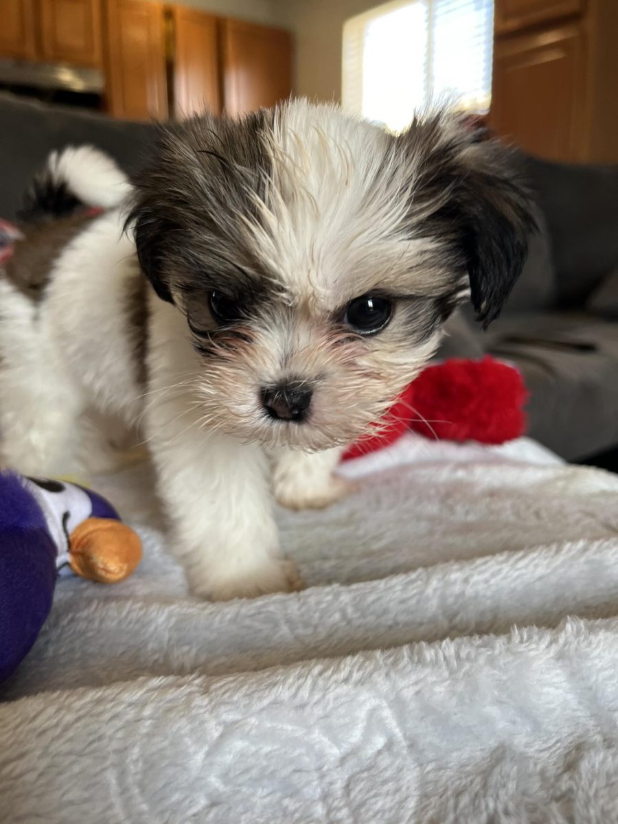 Toby the shih tzu