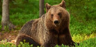 One of Dulce's favorite bears! The Grizzly bear.