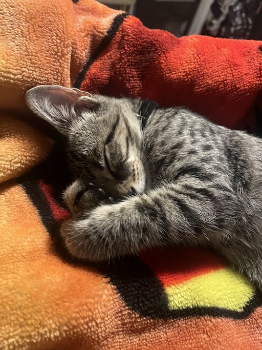 Eduardo Aguilar's sister's cat