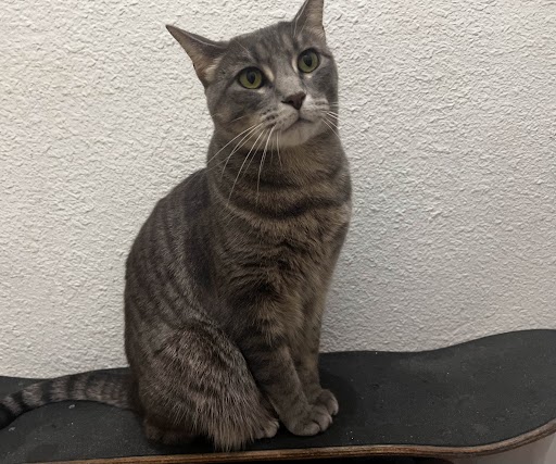 Luna on a skateboard.
