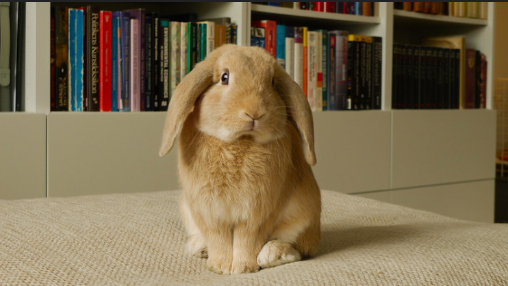 Pet bunny in a home. 