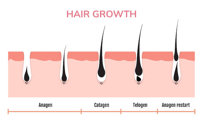 The process of hair growth.