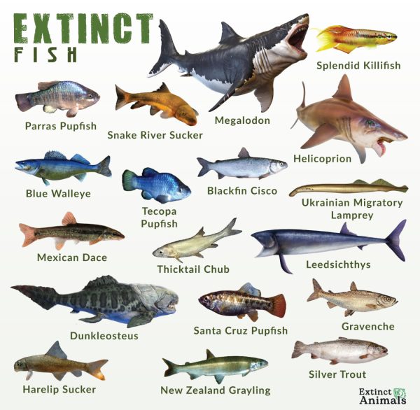 Fish that went extinct.