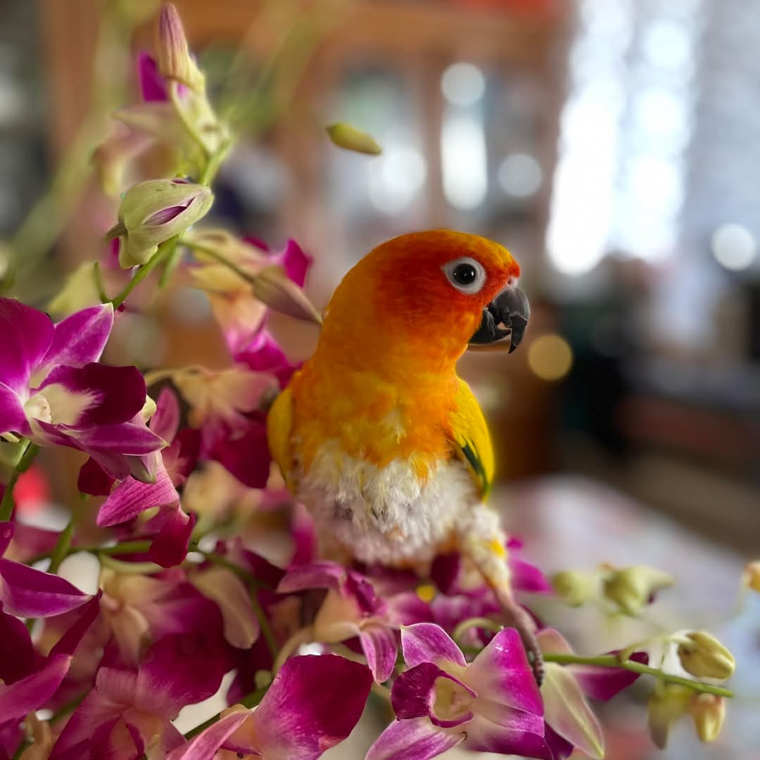 Mangito chilling in some beautiful flowers.