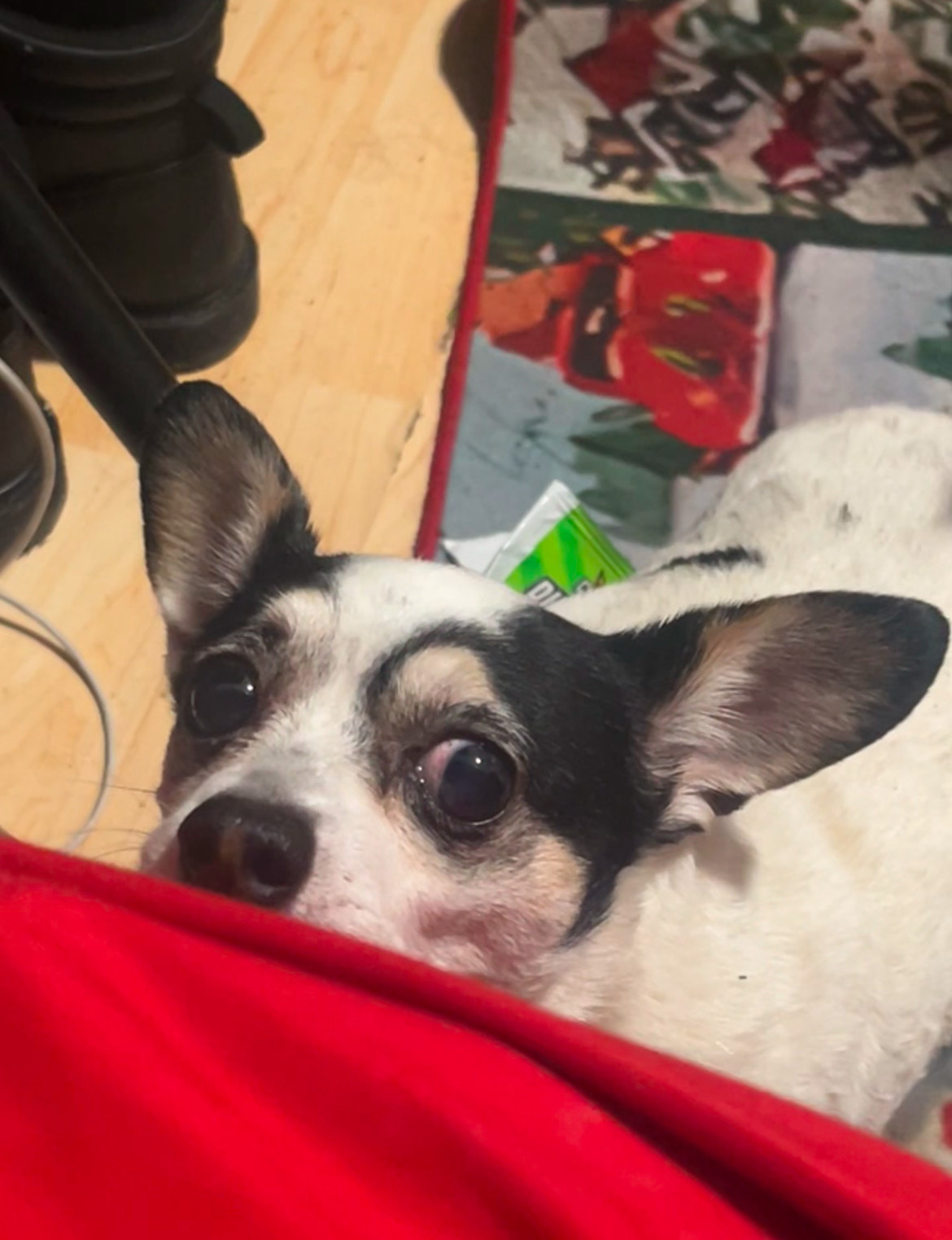 Ashley's dog, Rex, growling to protect his "Red 40" Dynamite chips.