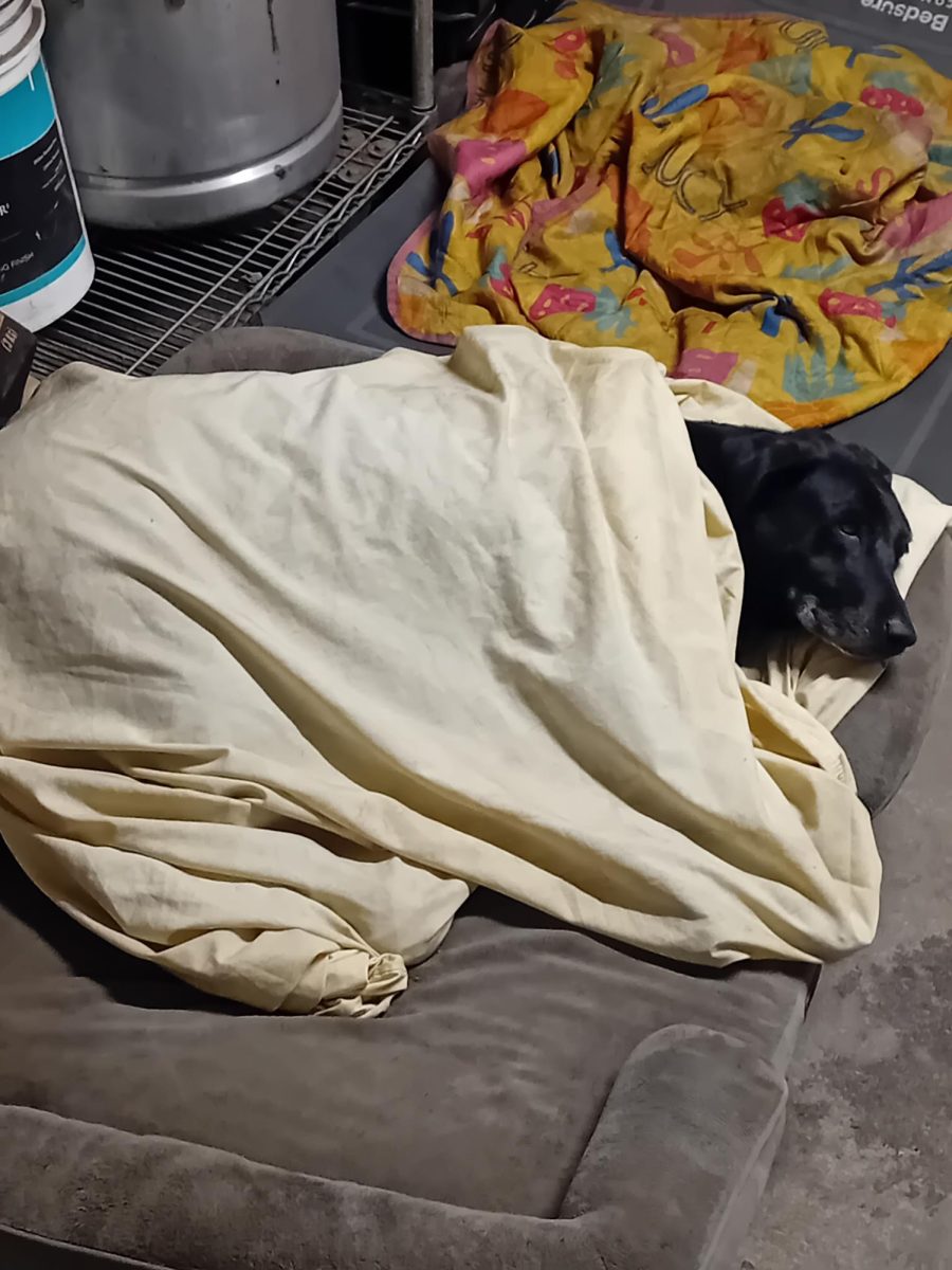 Stella wrapped in a blanket in her bed!