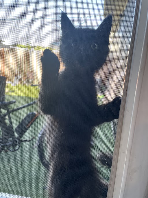 Ecorveracat
