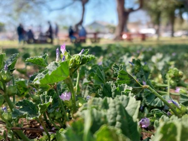 Close up picture of the plant with people hanging out in the background at Gilbert Lindsey Park.
