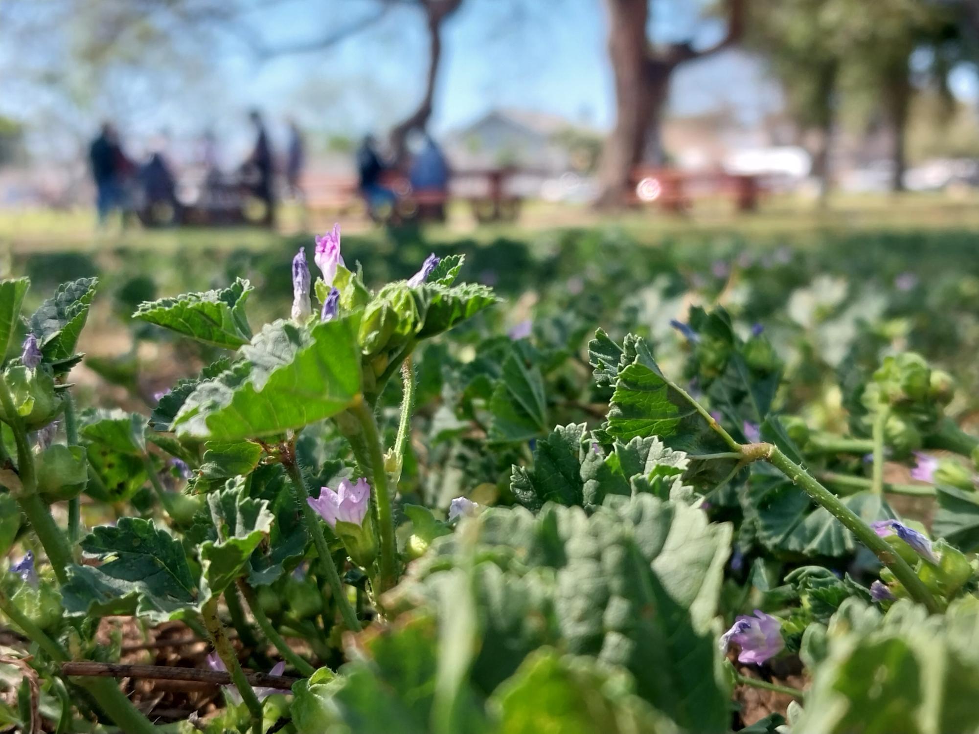 Close up picture of the plant with people hanging out in the background at Gilbert Lindsey Park.