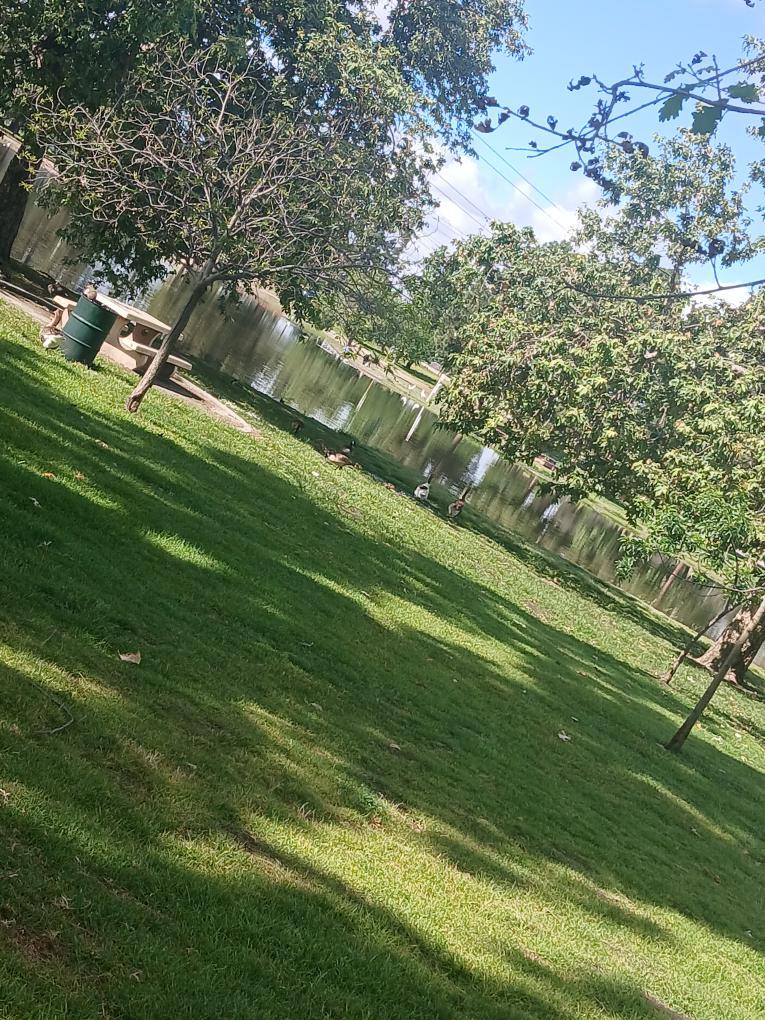 Picture of a pond with ducks in the it as well at Whittier Narrows Park.