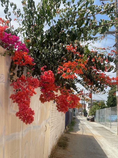 In this image, I took pictures of these flowers beside my house. It reminded me of how beautiful the world can be even where one may live.