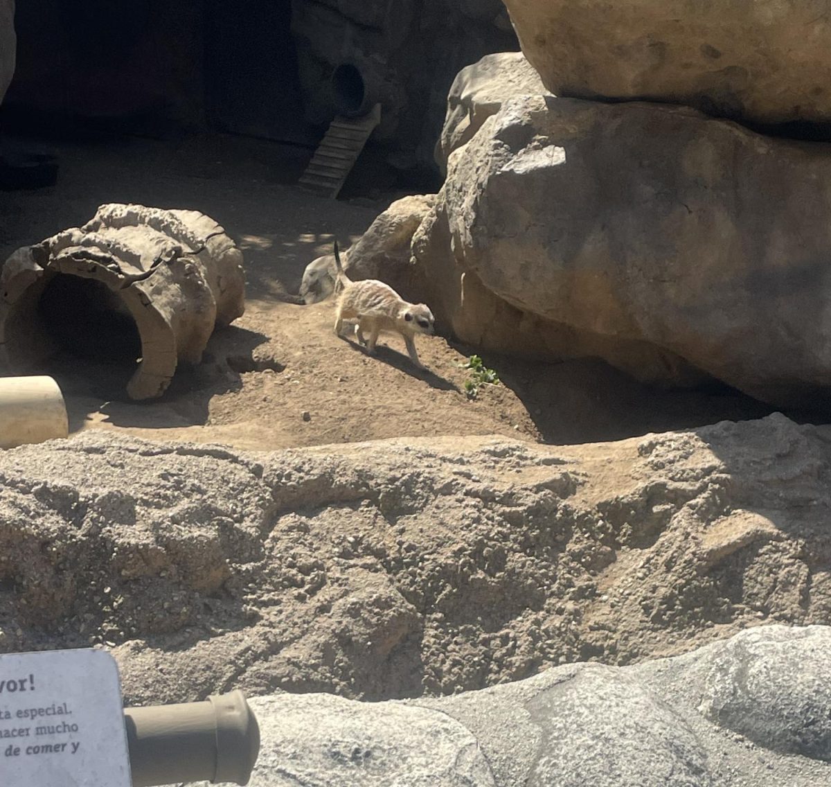 This is an image of a ferret running.