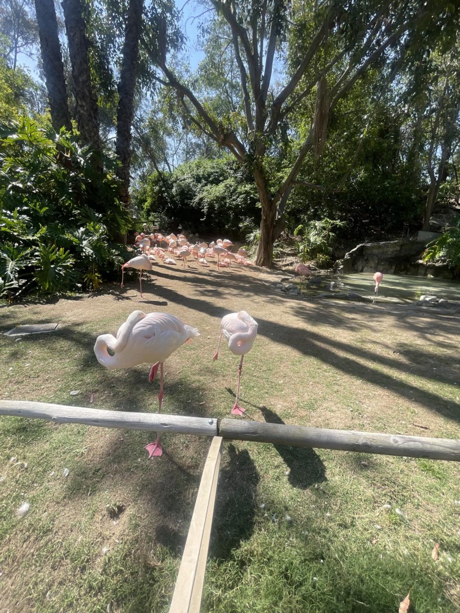 This is an image of a bunch of flamingos. 