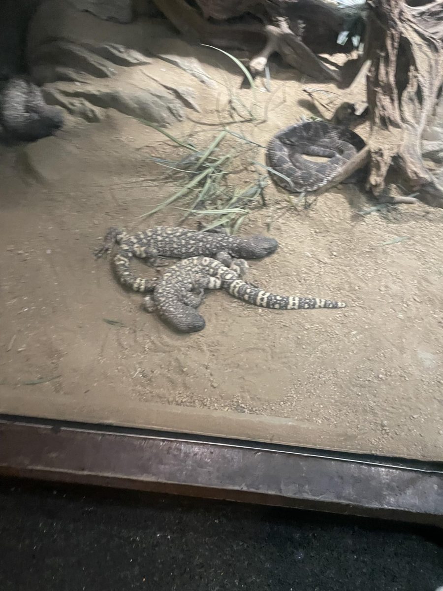This is an image of a iguana.