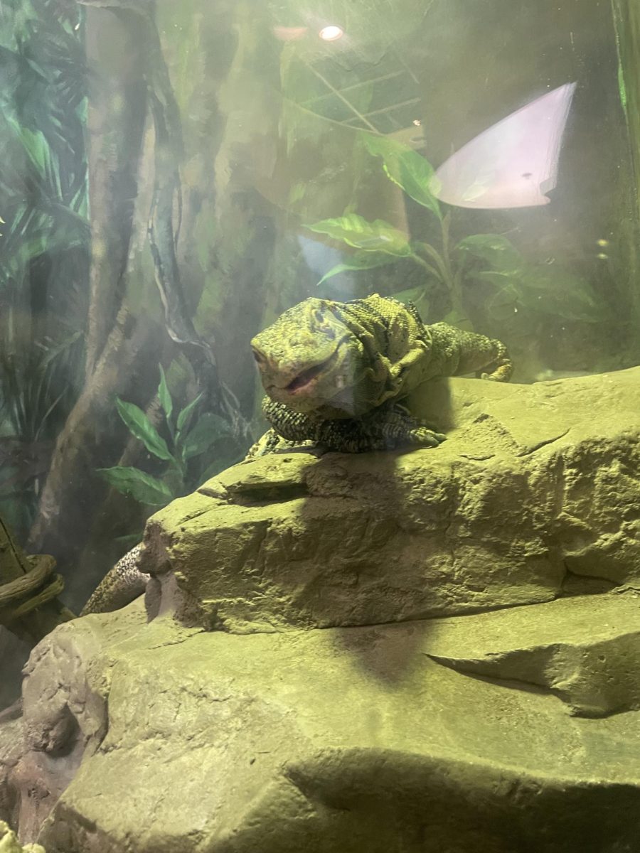 This is an image of a lizard.