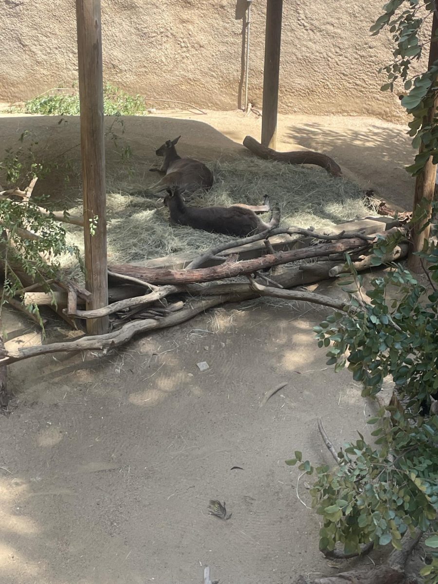 This image is a kangaroos laying down.