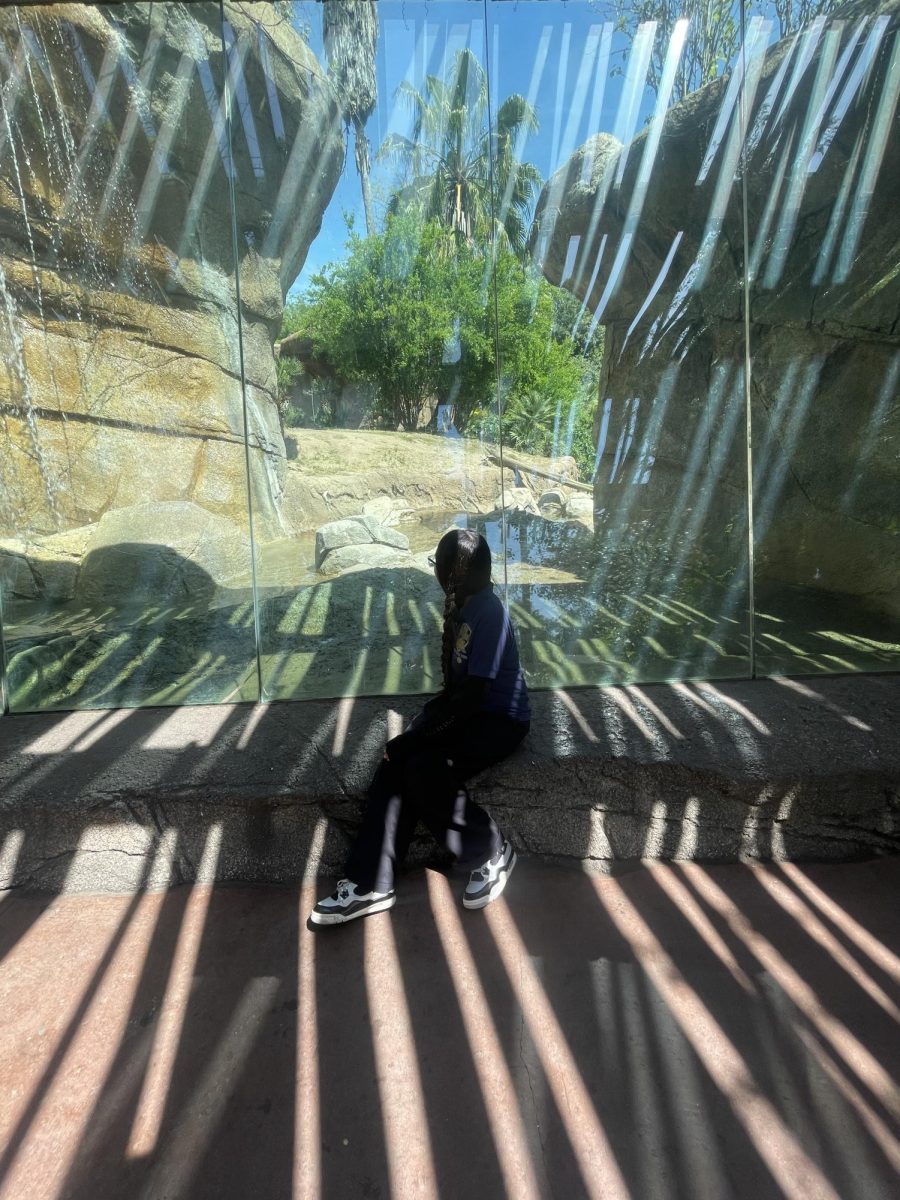 Brisayda  sitting in front of the chimpanzee exhibit.