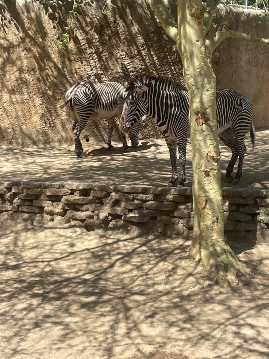 This image is a zebra.