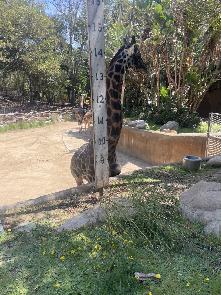 this is a image of a giraffe 