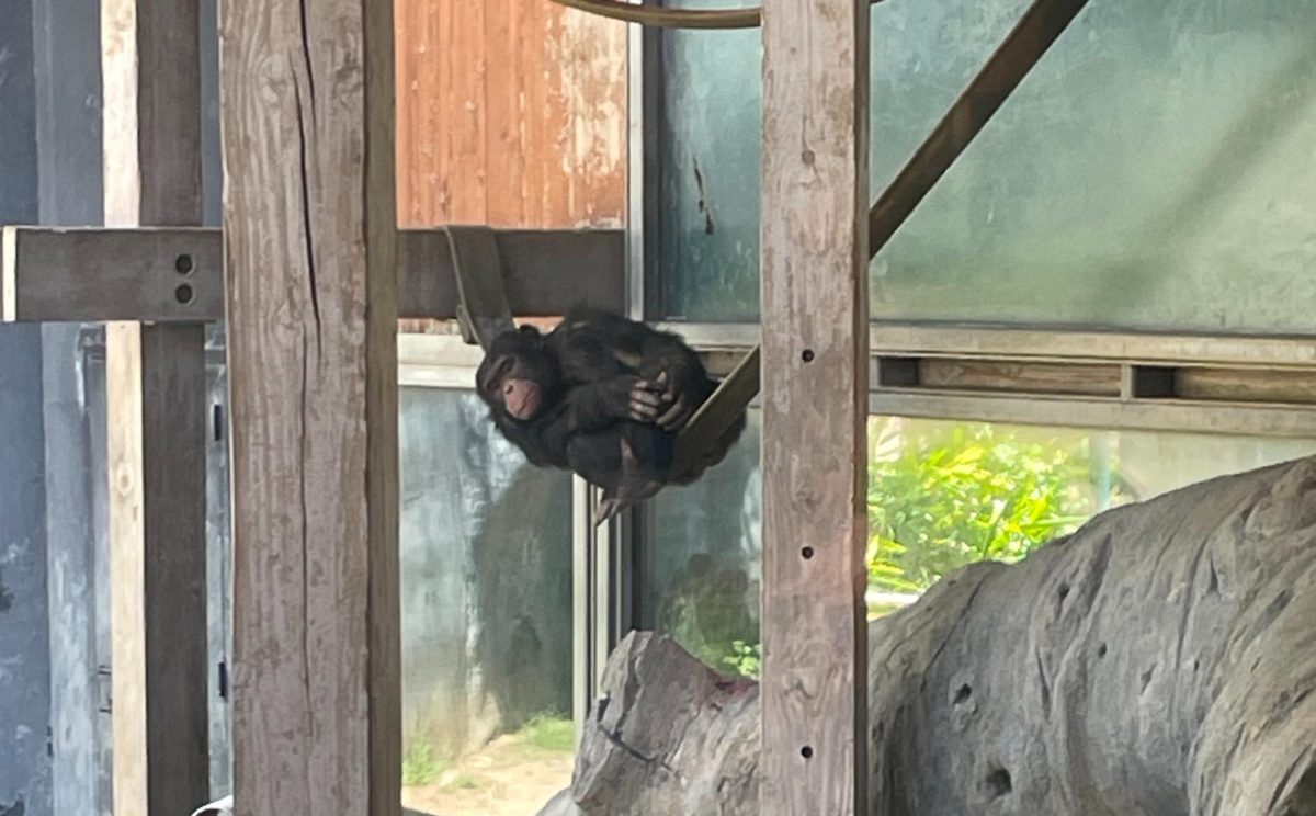 this is a image of a chimpanzee sleeping.