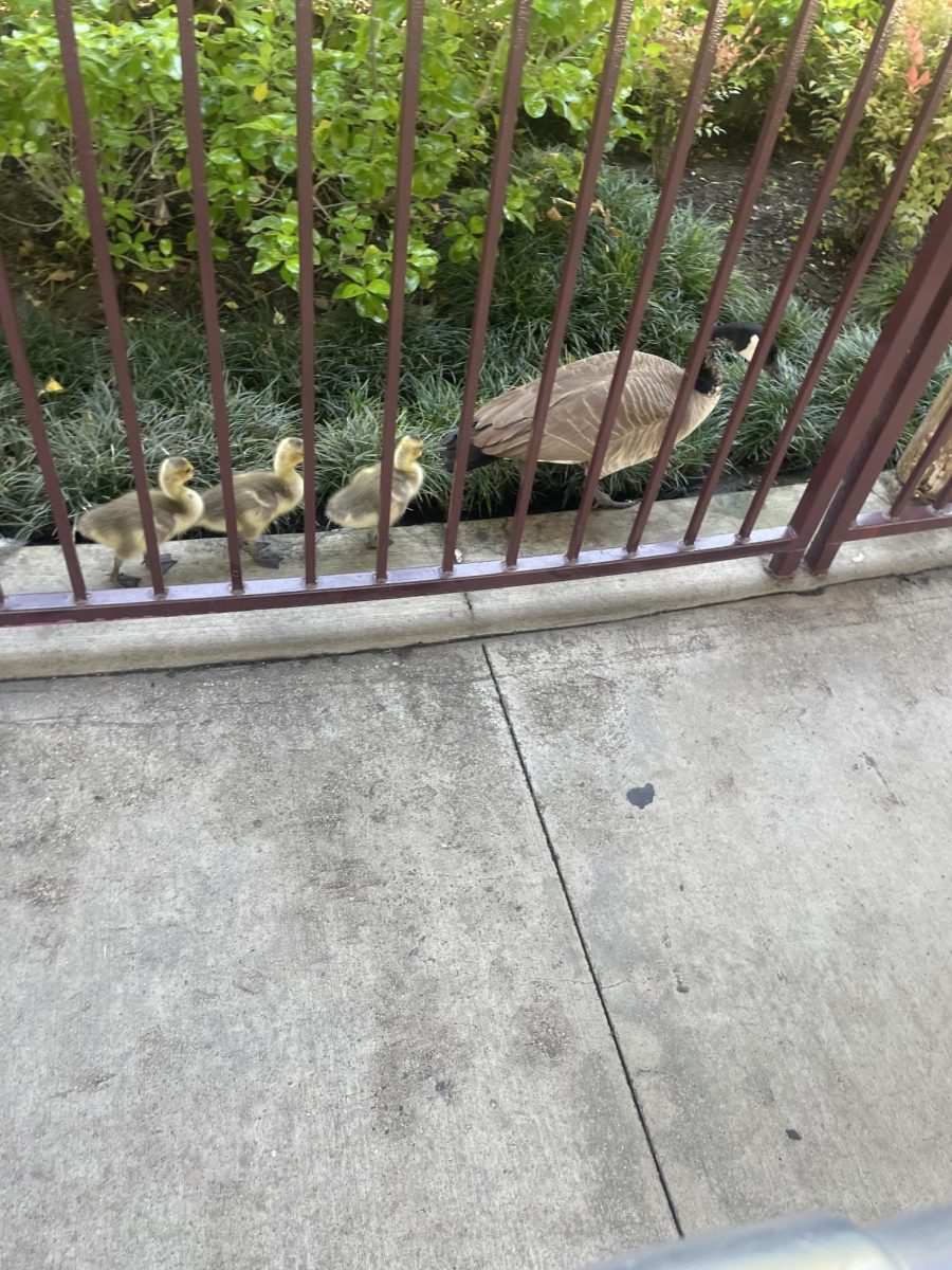 ducks at Sol Spin.