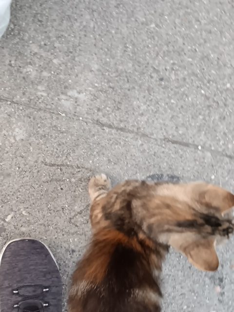 In this picture, I took the cat in my neighborhood that has always been there and plays by himself.