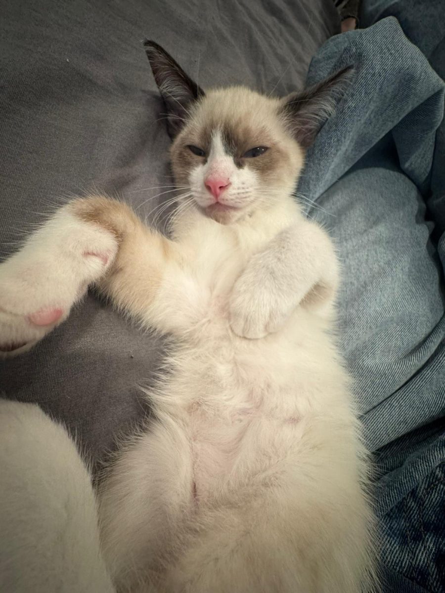 This cat is very silly and likes to goof around.