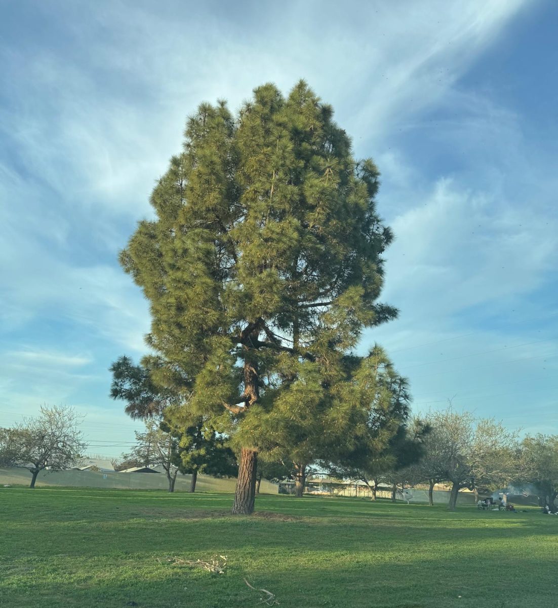 A picture I took at a park.